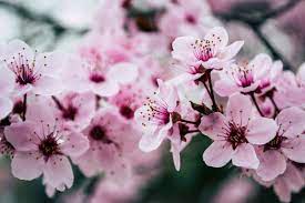 photo of cherry blossoms, my favorite flower :)
